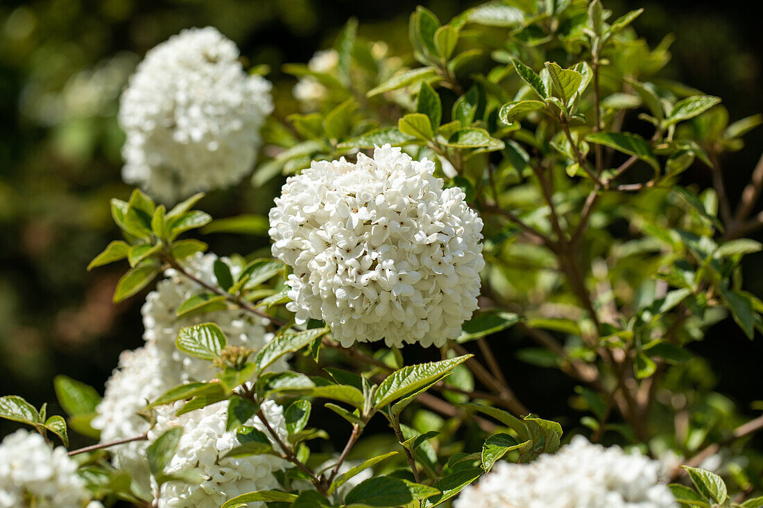 Viburnum 'Eskimo'