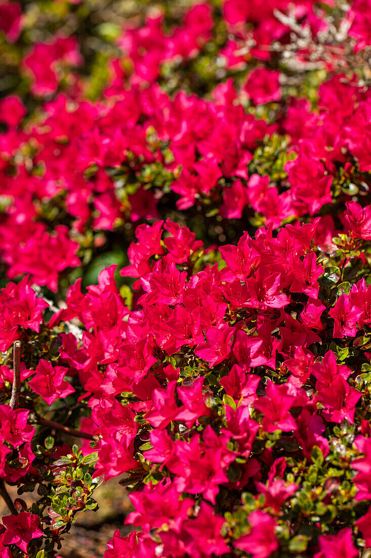 Rhododendron obtusum 'Bambino'