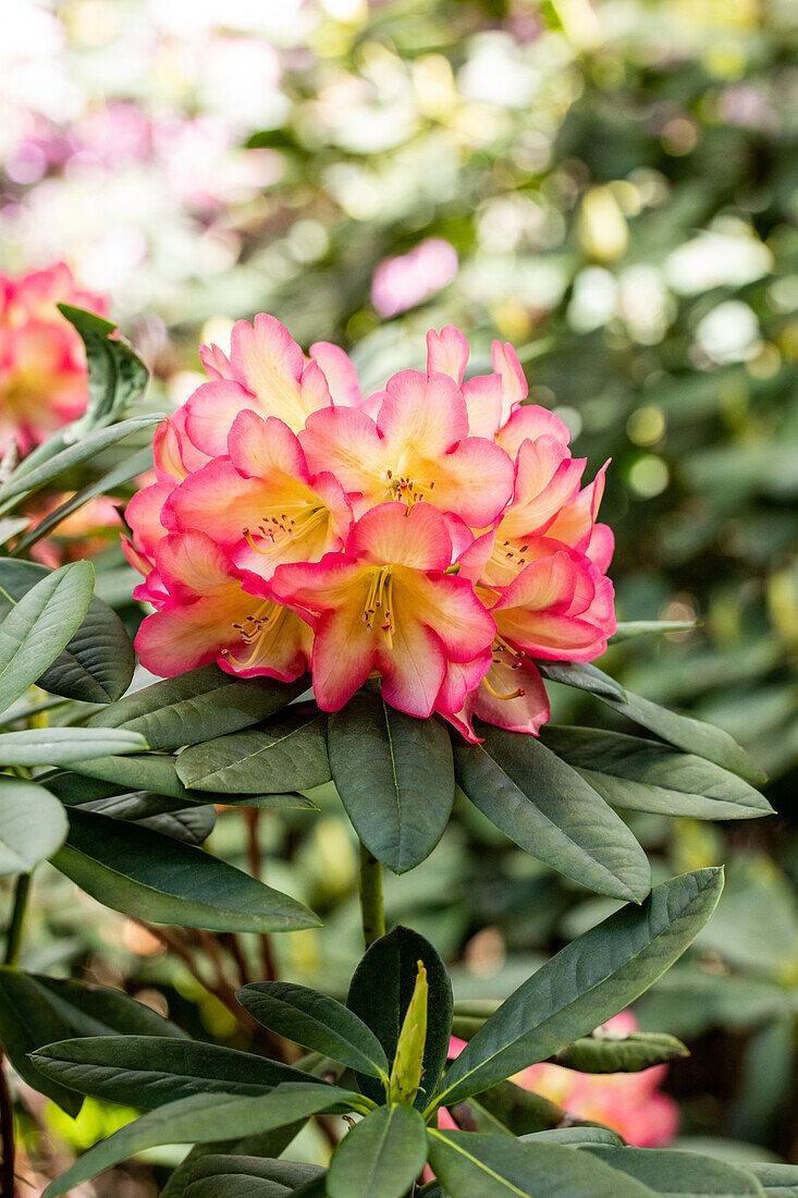 Rhododendron 'Robert de Belder'