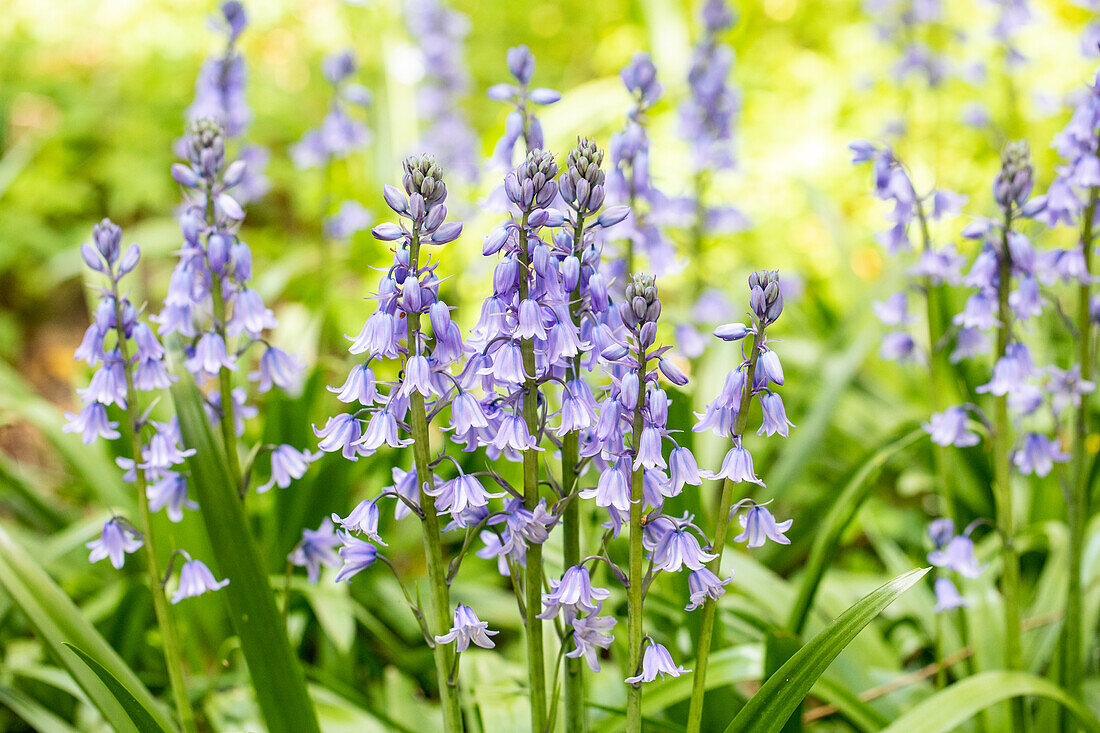 Hyacinthoides hispanica