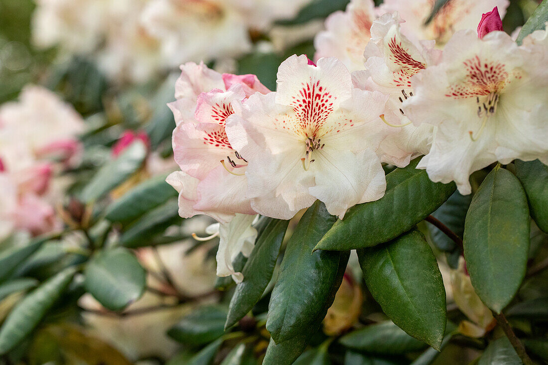 Rhododendron 'Mrs. Betty Robertson'