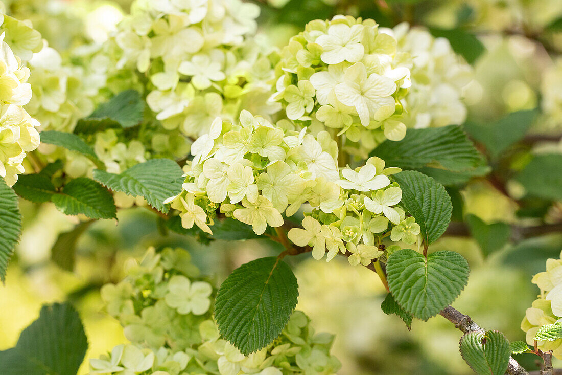 Viburnum plicatum 'Dart's Red Robin'