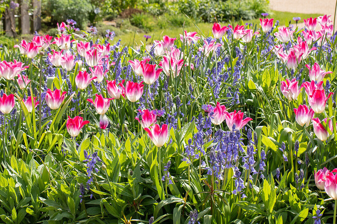 Tulips and bluebells in the ambience