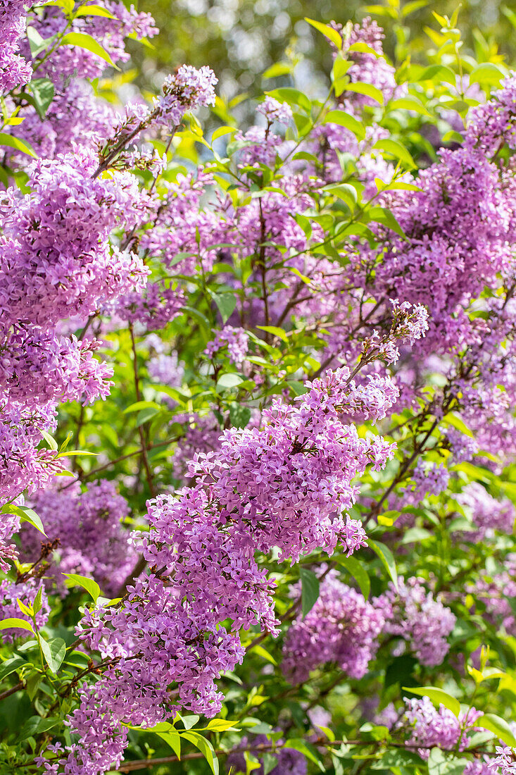 Syringa hyacinthiflora