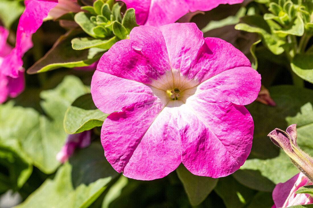 Petunia grandiflora, pink