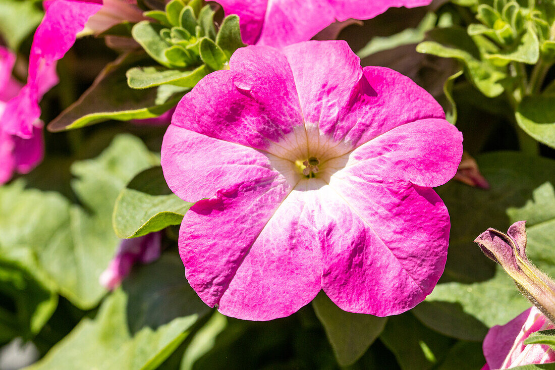 Petunia grandiflora, rosa