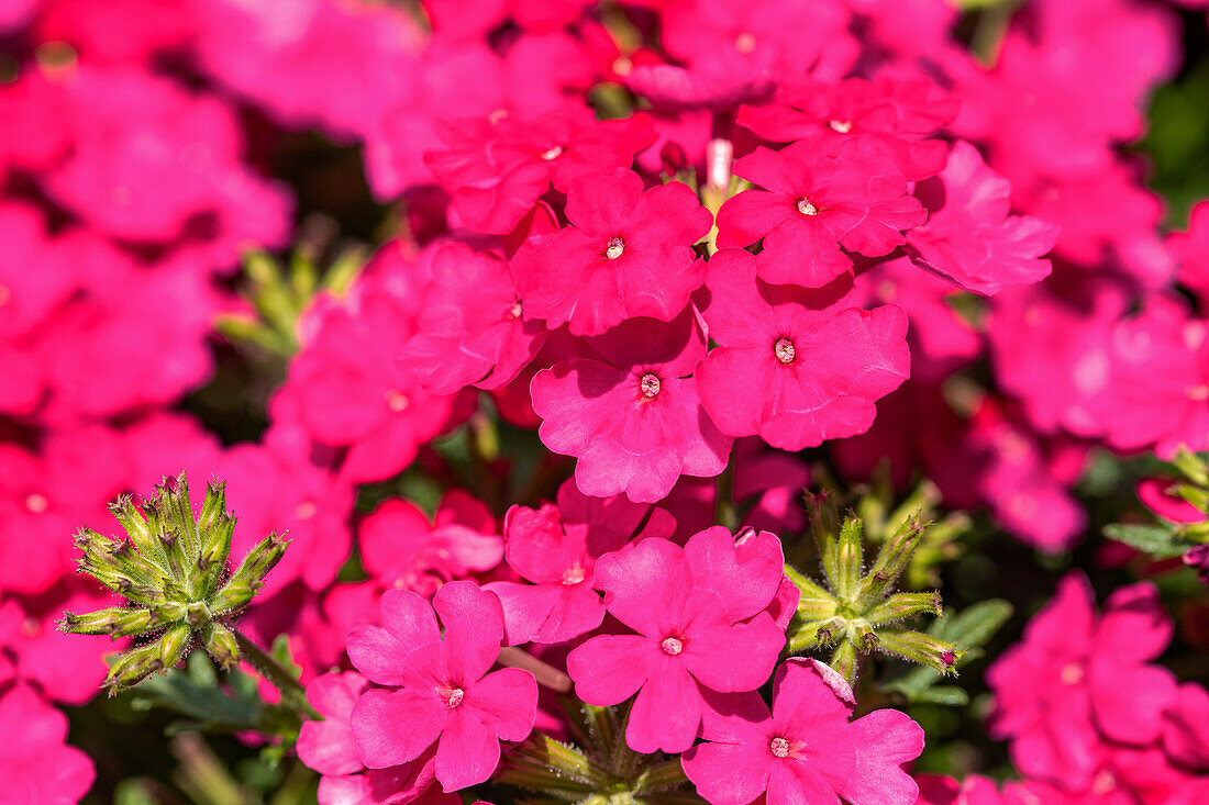 Verbena hybrid, pink-red