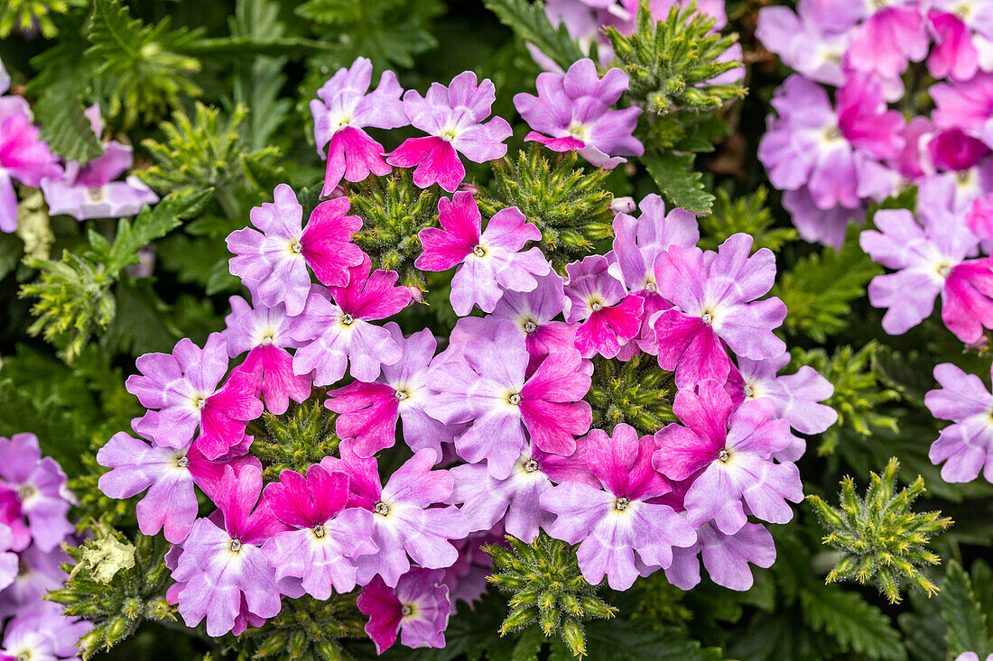 Verbena hybrid, purple