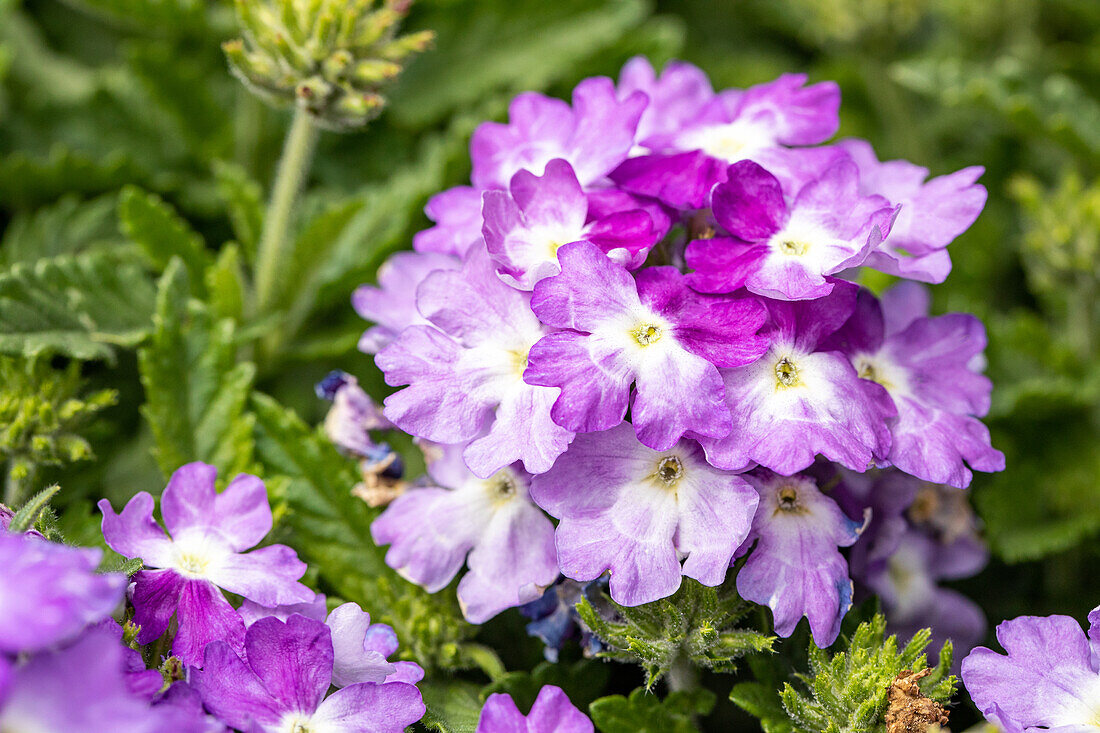 Verbena hybrid, purple-white