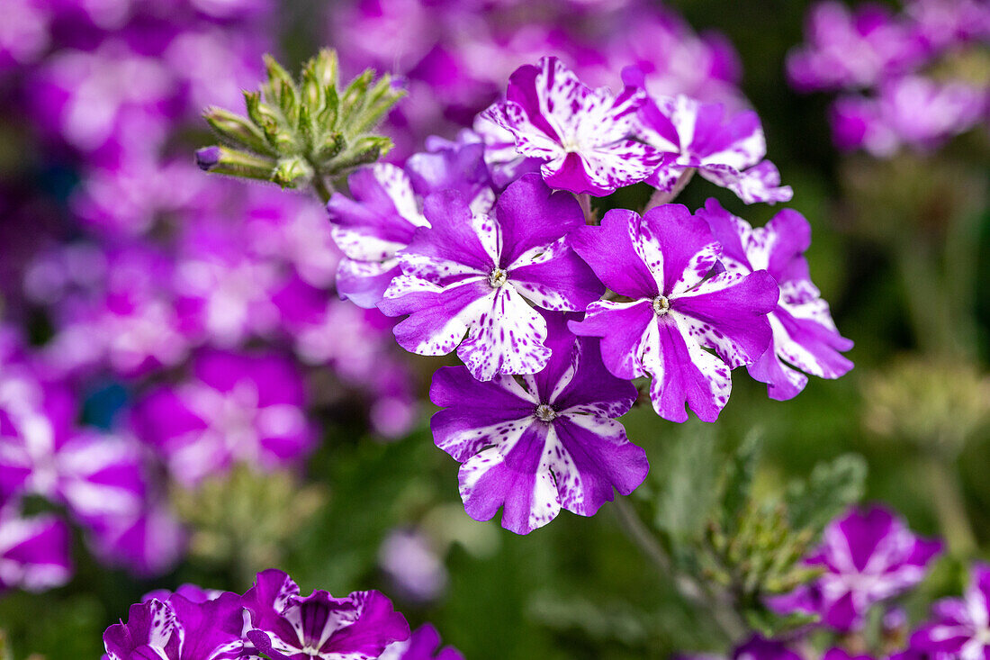 Verbena Hybride, violett-weiß