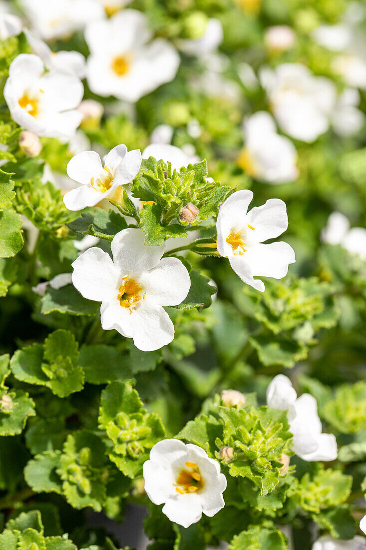 Sutera cordata, weiß