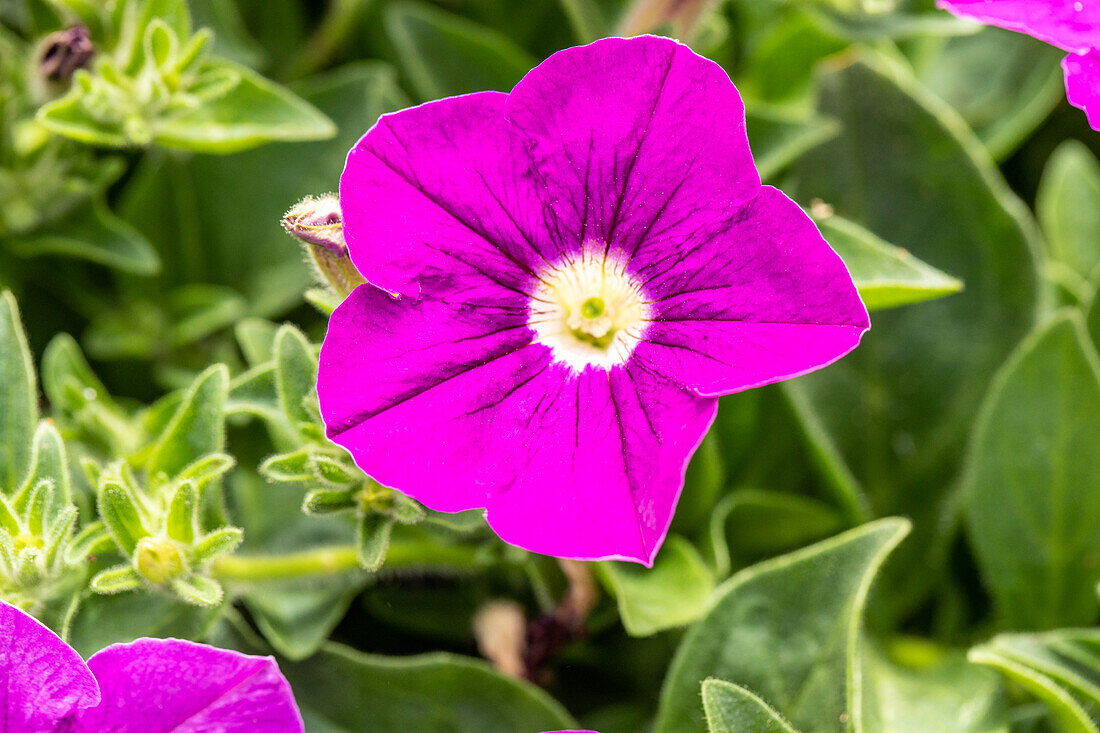 Petunia, pink