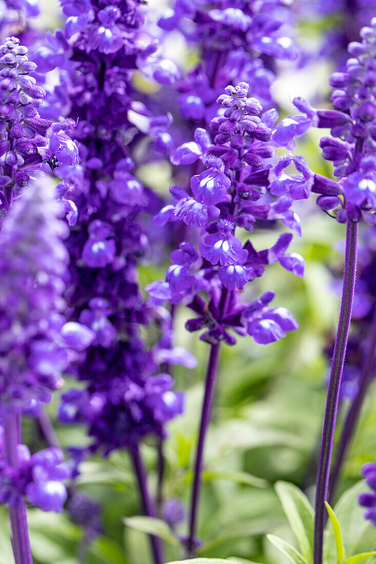 Salvia farinacea, blau