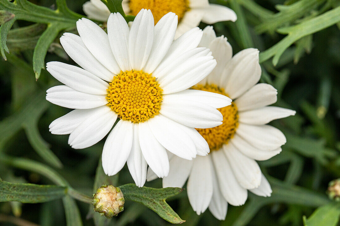 Argyranthemum frutescens, weiß