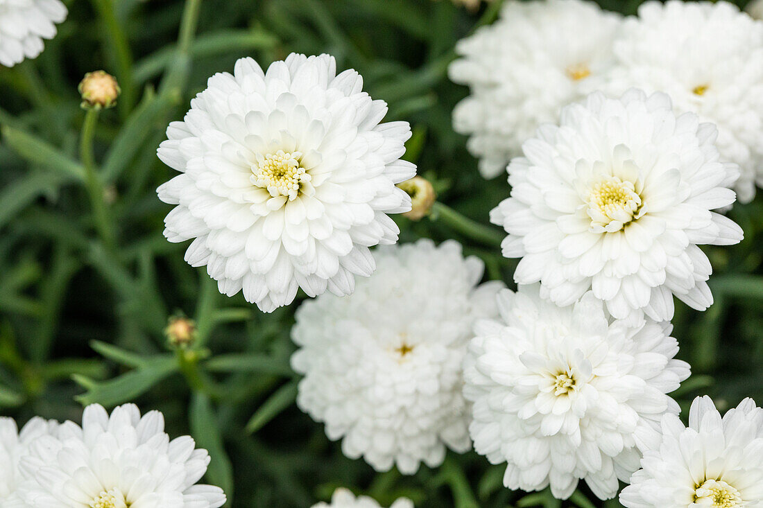 Argyranthemum frutescens, weiß