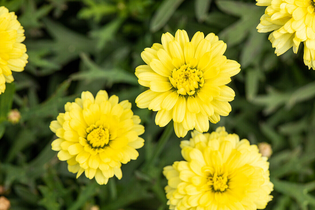 Argyranthemum frutescens, gelb