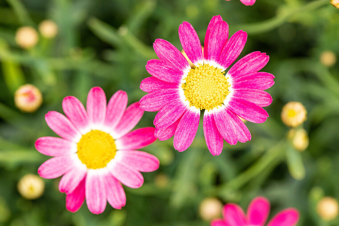 Argyranthemum frutescens, pink