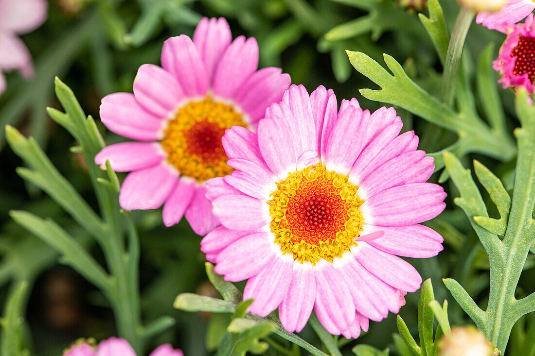 Argyranthemum frutescens, pink