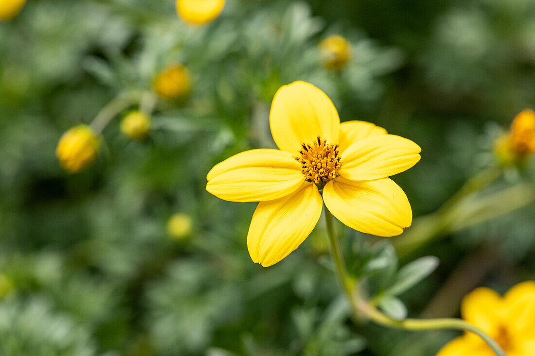 Bidens ferulifolia