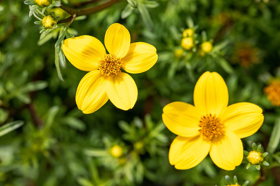 Bidens ferulifolia