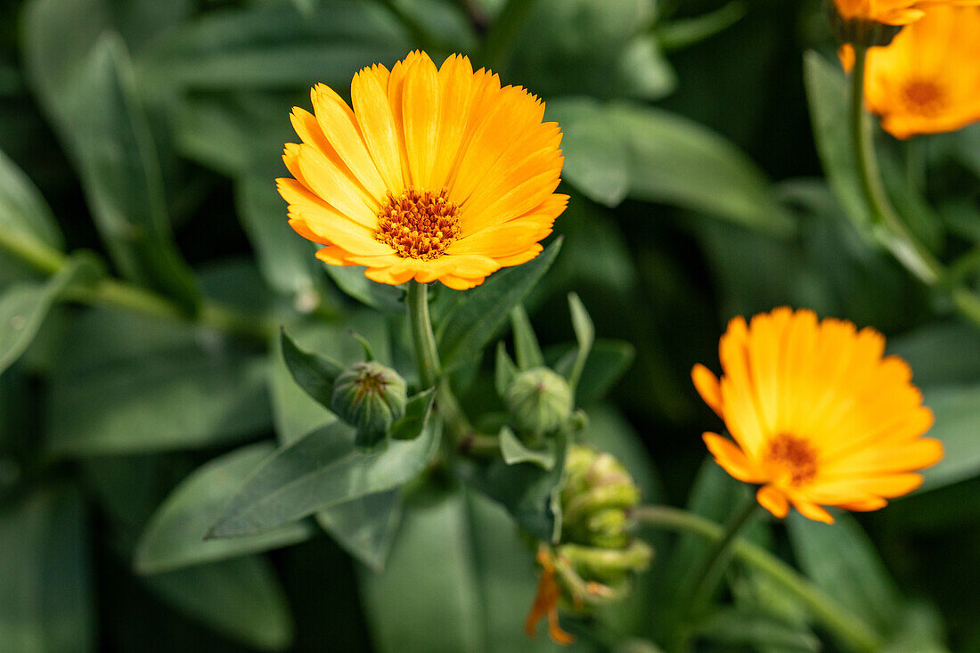 Calendula maritima