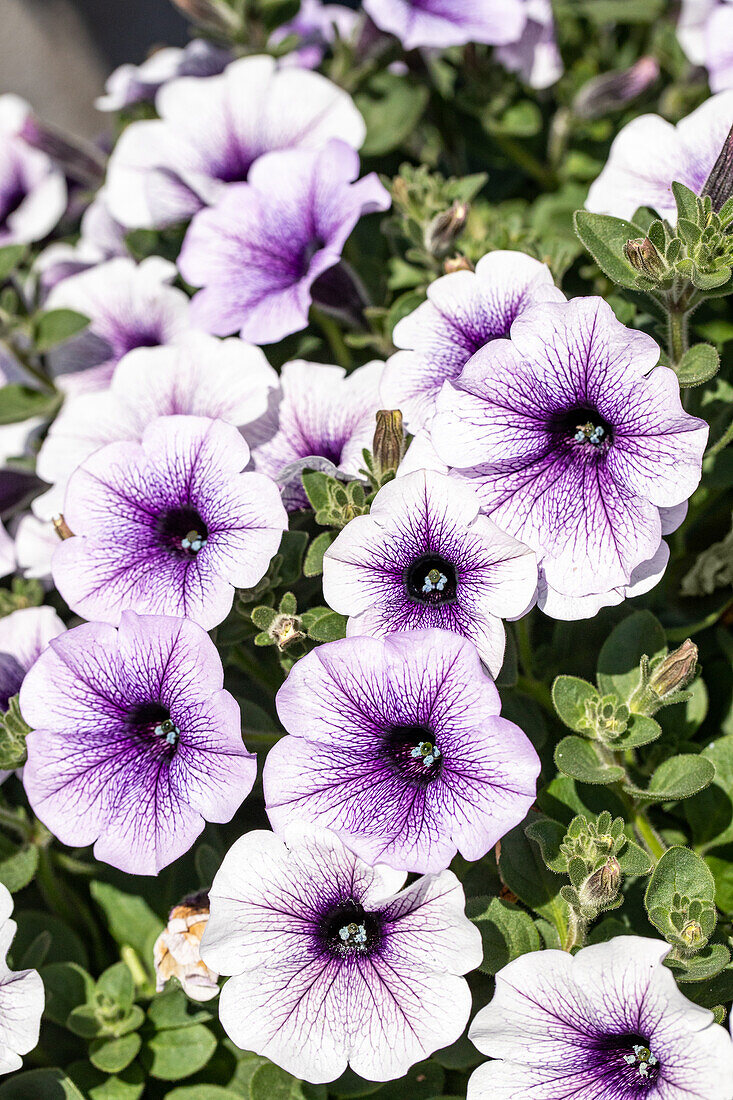 Petunia, violet-white