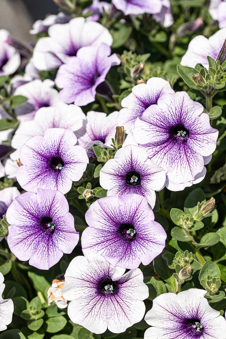 Petunia, violett-weiß