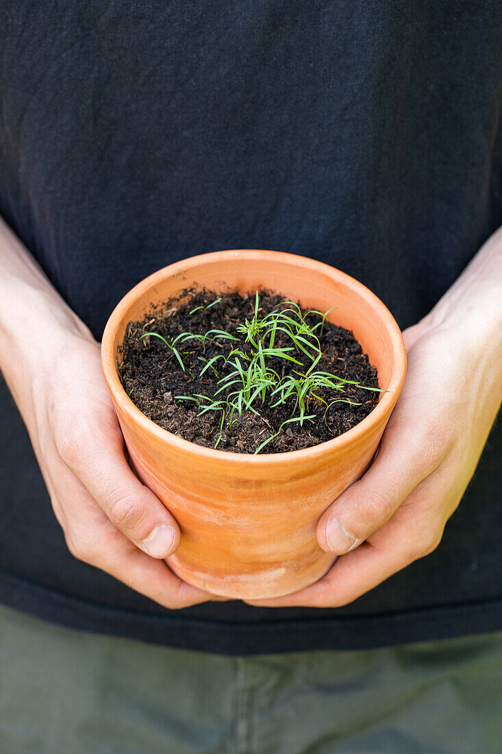 Sowing - Seed disc