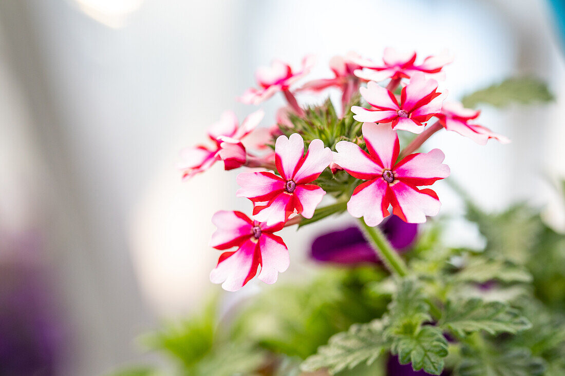 Verbena hybrid, white-red