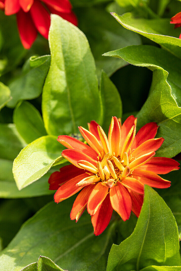Zinnia marylandica, orange-yellow