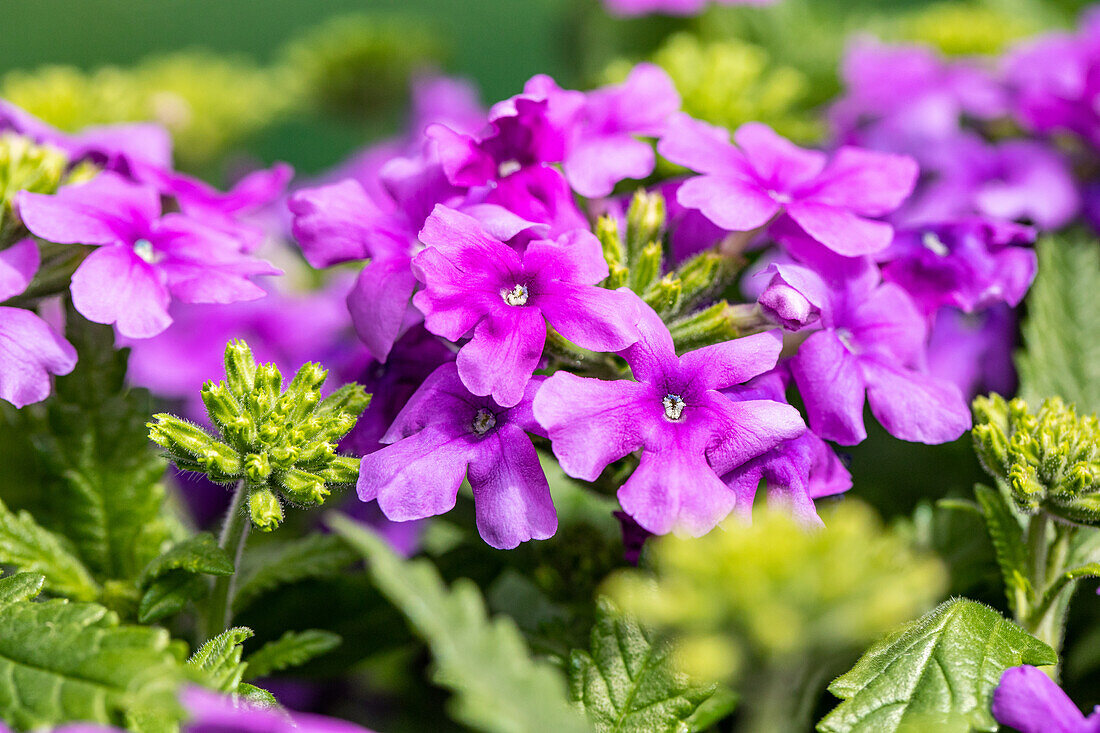 Verbena hybrid, purple