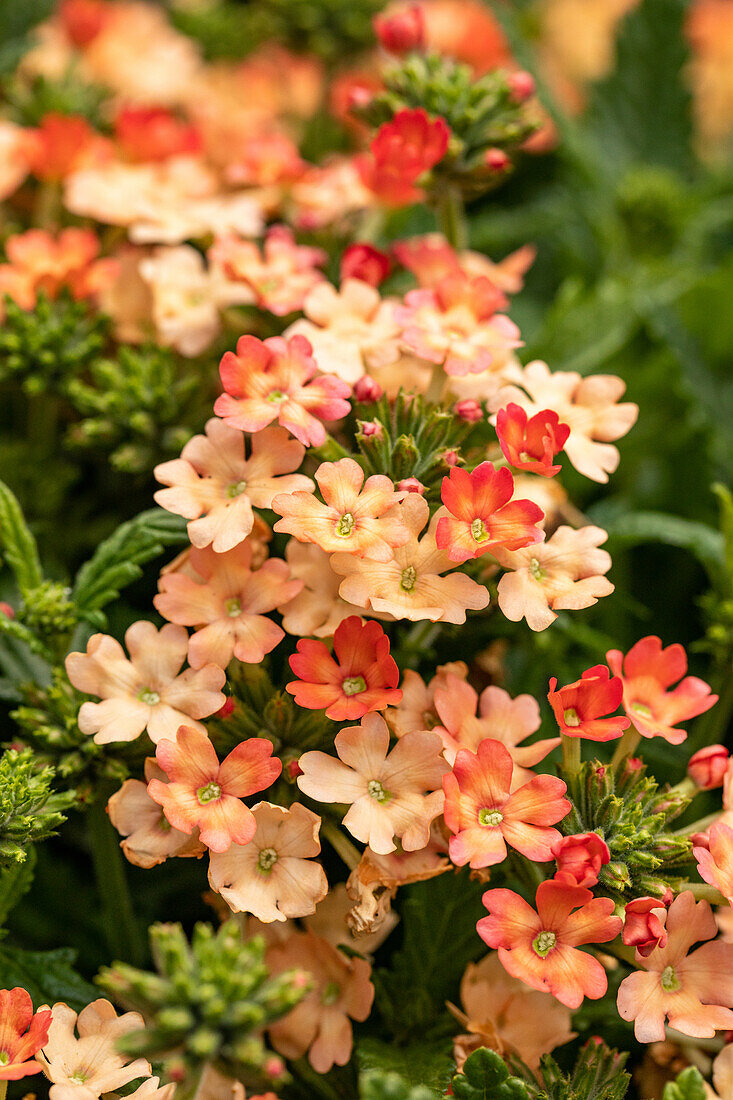 Verbena, orange