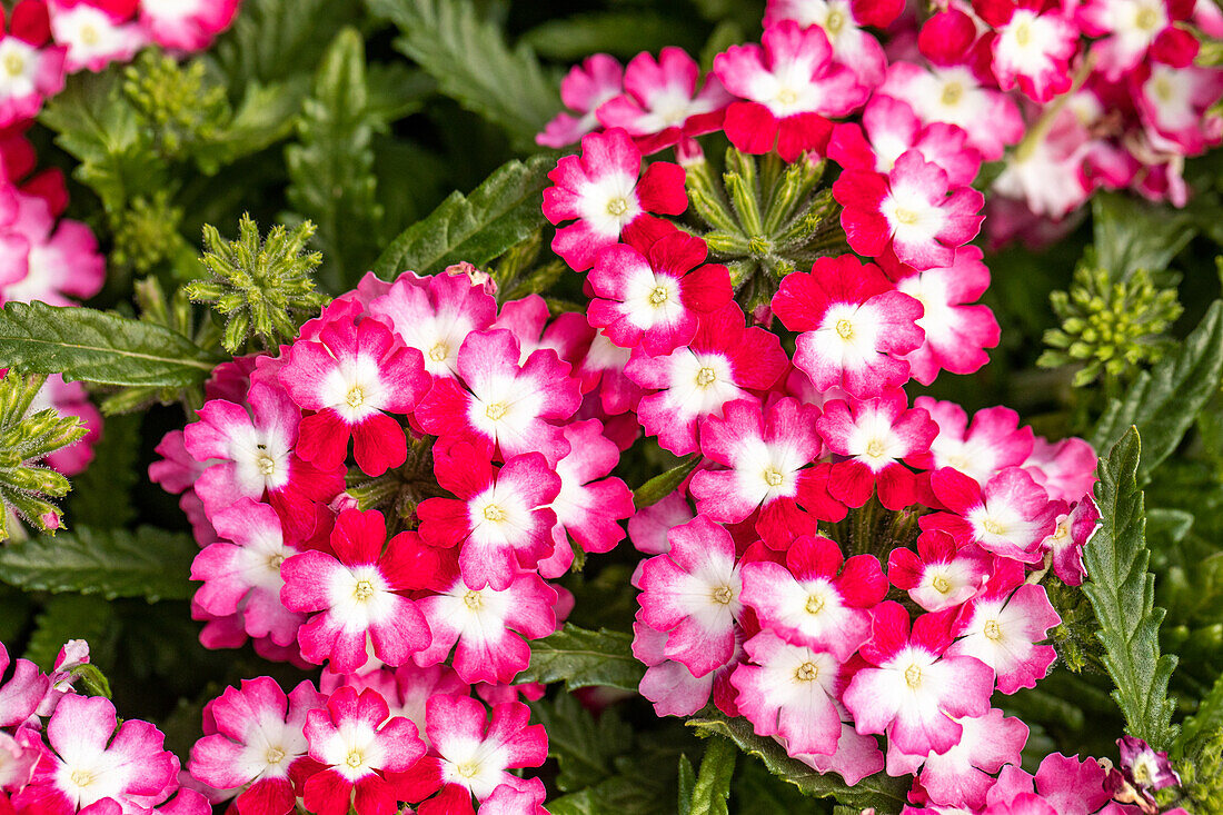 Verbena Hybride, weiß-rot