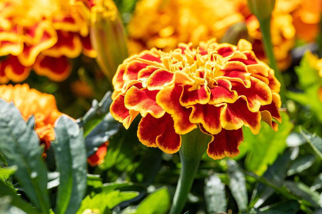 Tagetes patula, orange-rot