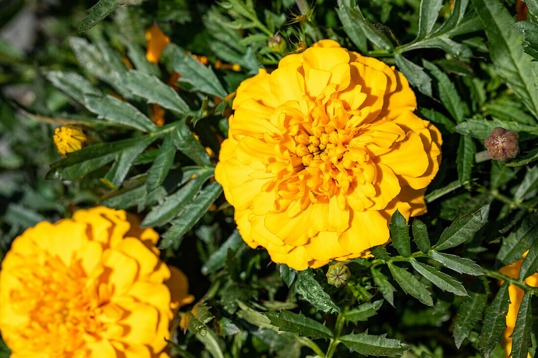 Tagetes patula, gelb