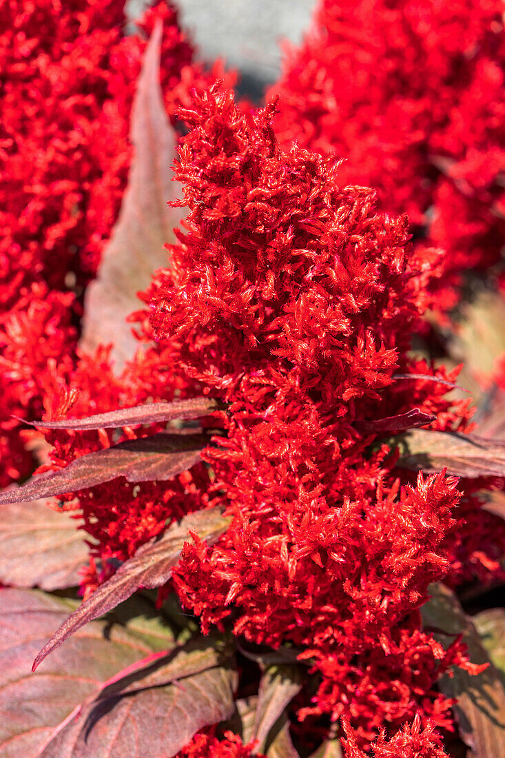 Celosia argentea var. spicata