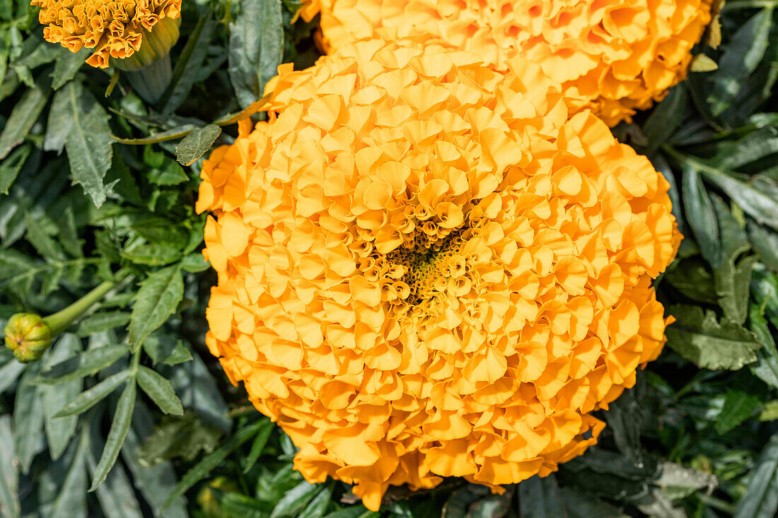 Tagetes erecta