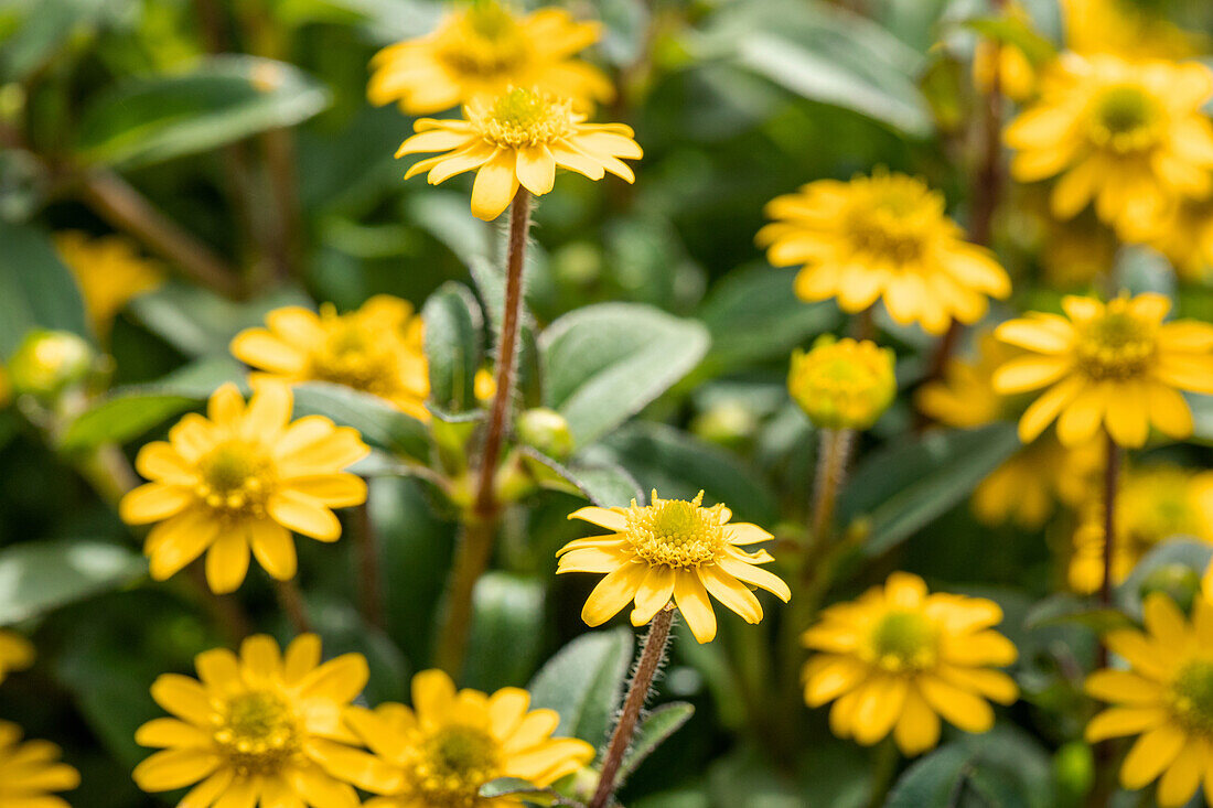 Sanvitalia speciosa