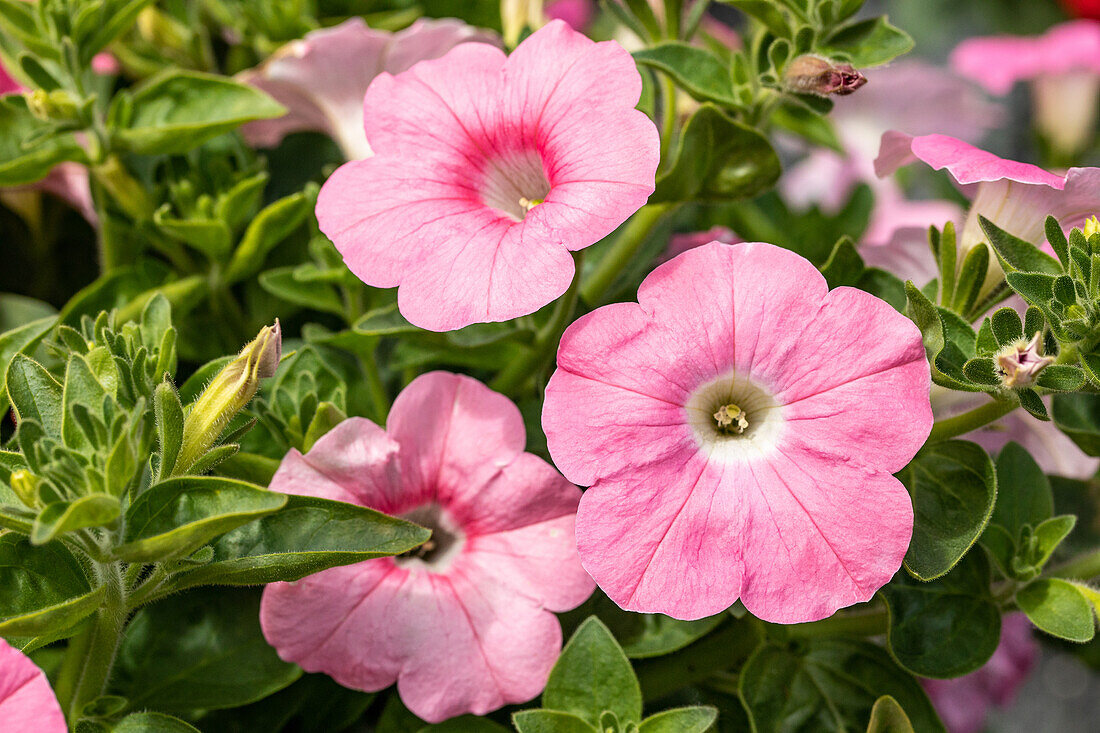 Petunia pendula