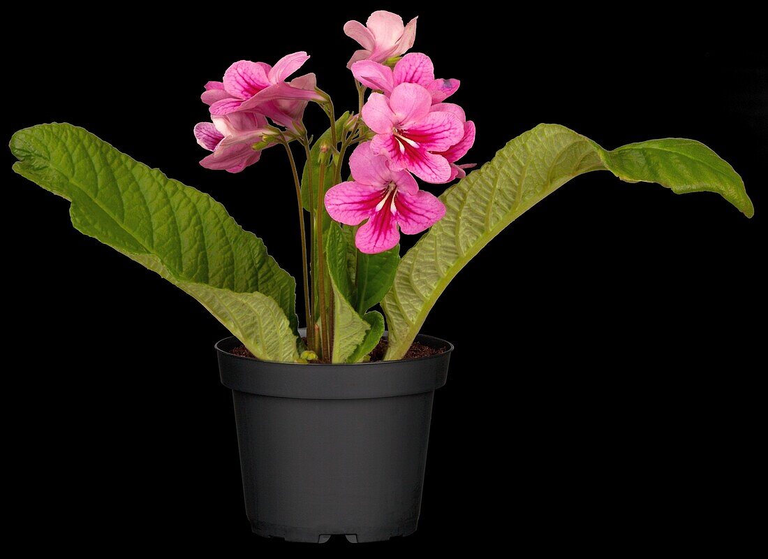 Streptocarpus