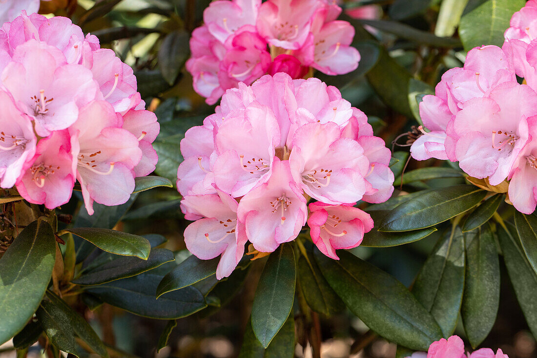 Rhododendron yakushimanum 'Love Song'