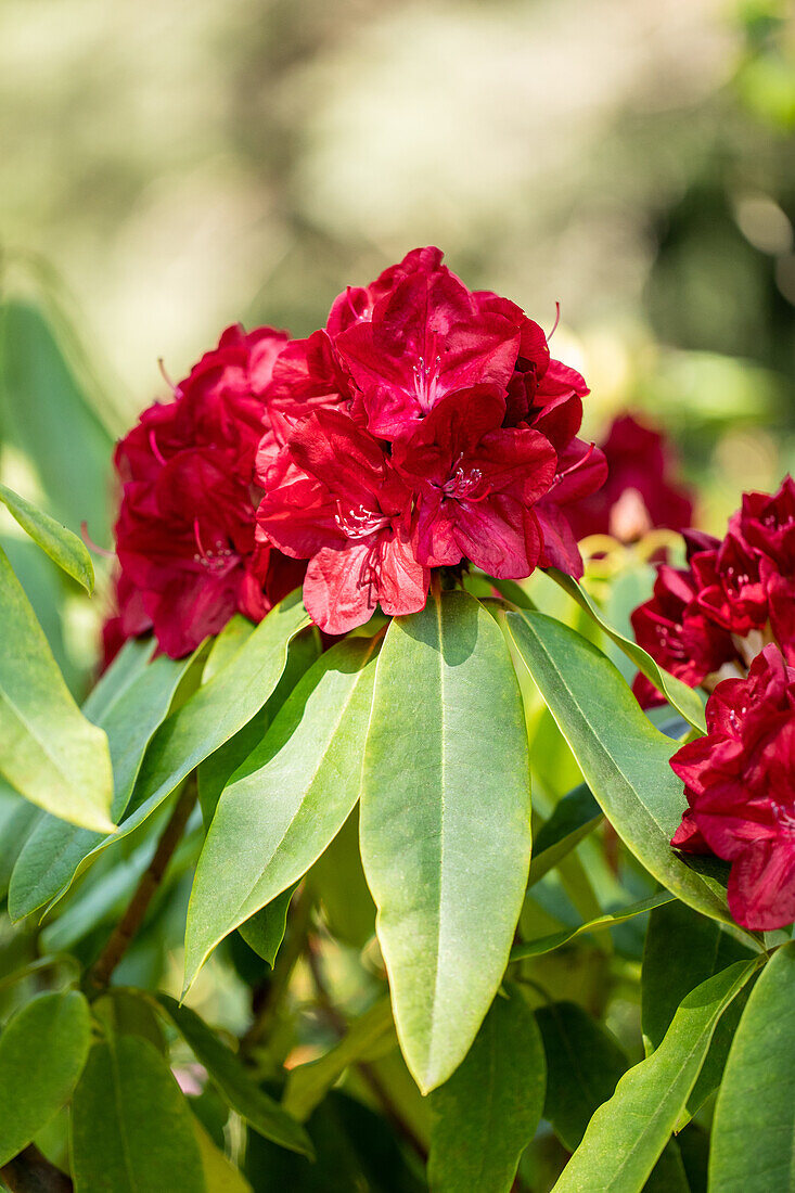 Rhododendron 'Ann Lindsay'