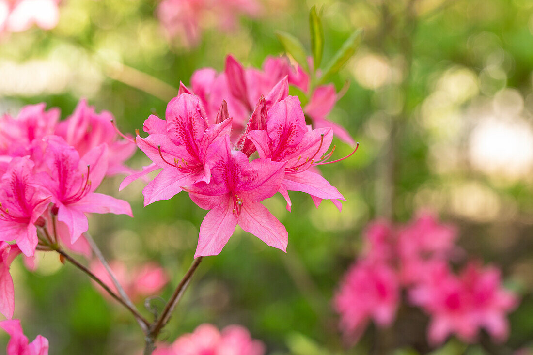 Rhododendron prinophyllum 'Rosy Lights'