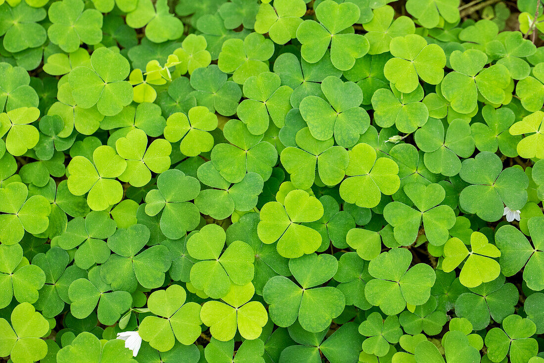 Oxalis acetosella