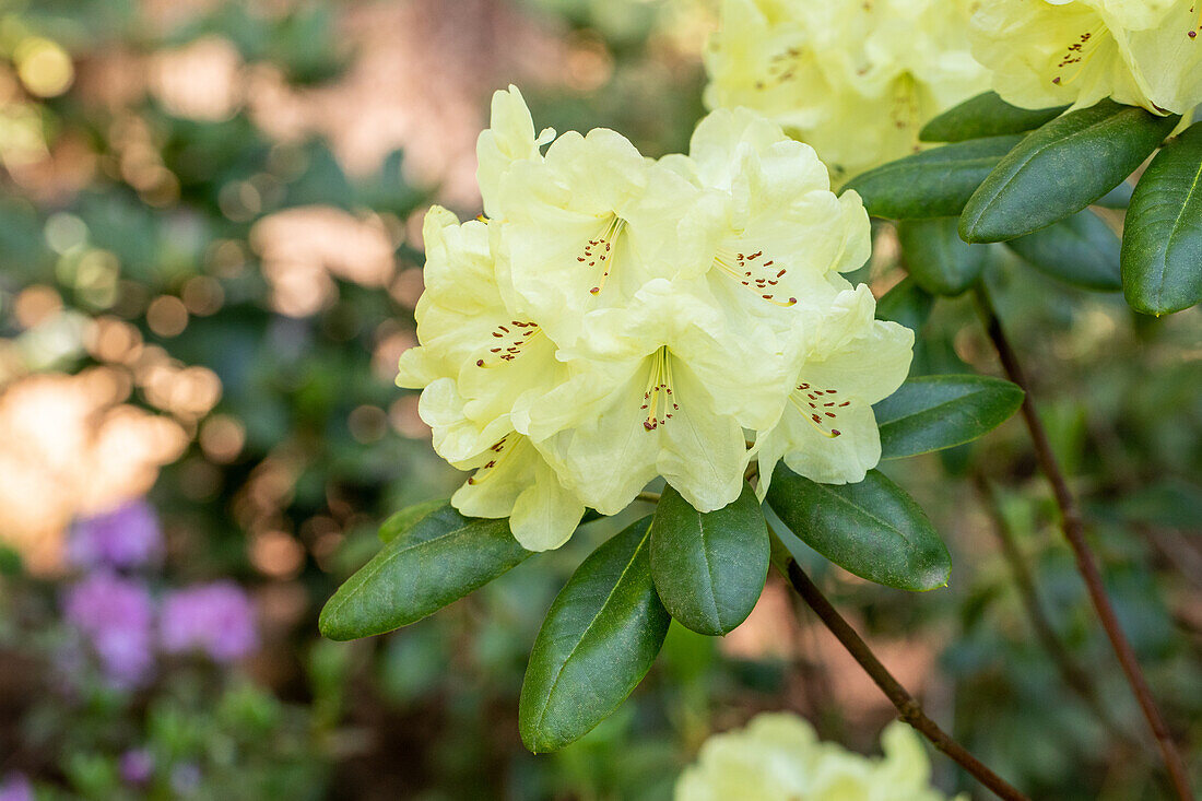 Rhododendron yakushimanum 'Centennial Gold'