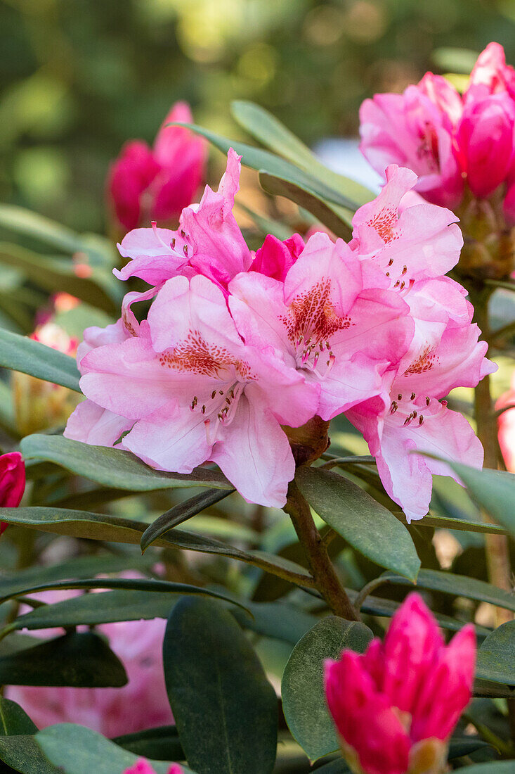 Rhododendron yakushimanum 'Bashful'