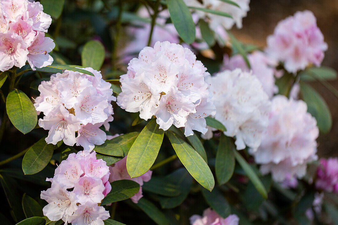 Rhododendron yakushimanum 'Snow Crown'