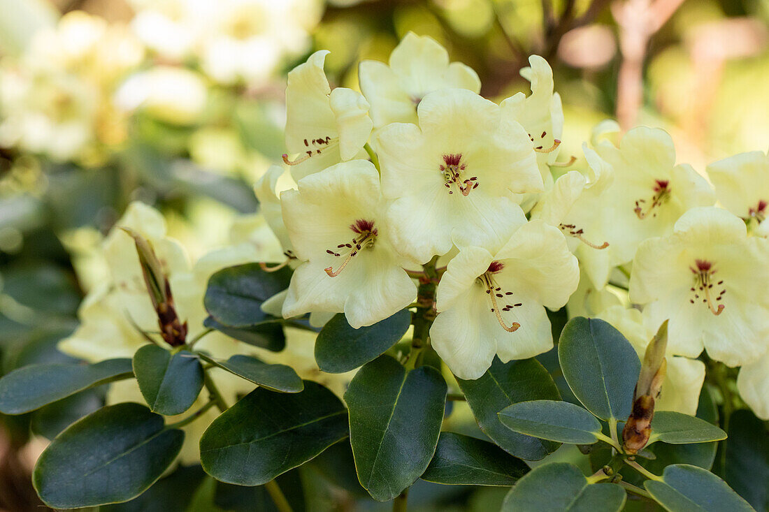 Rhododendron wardii