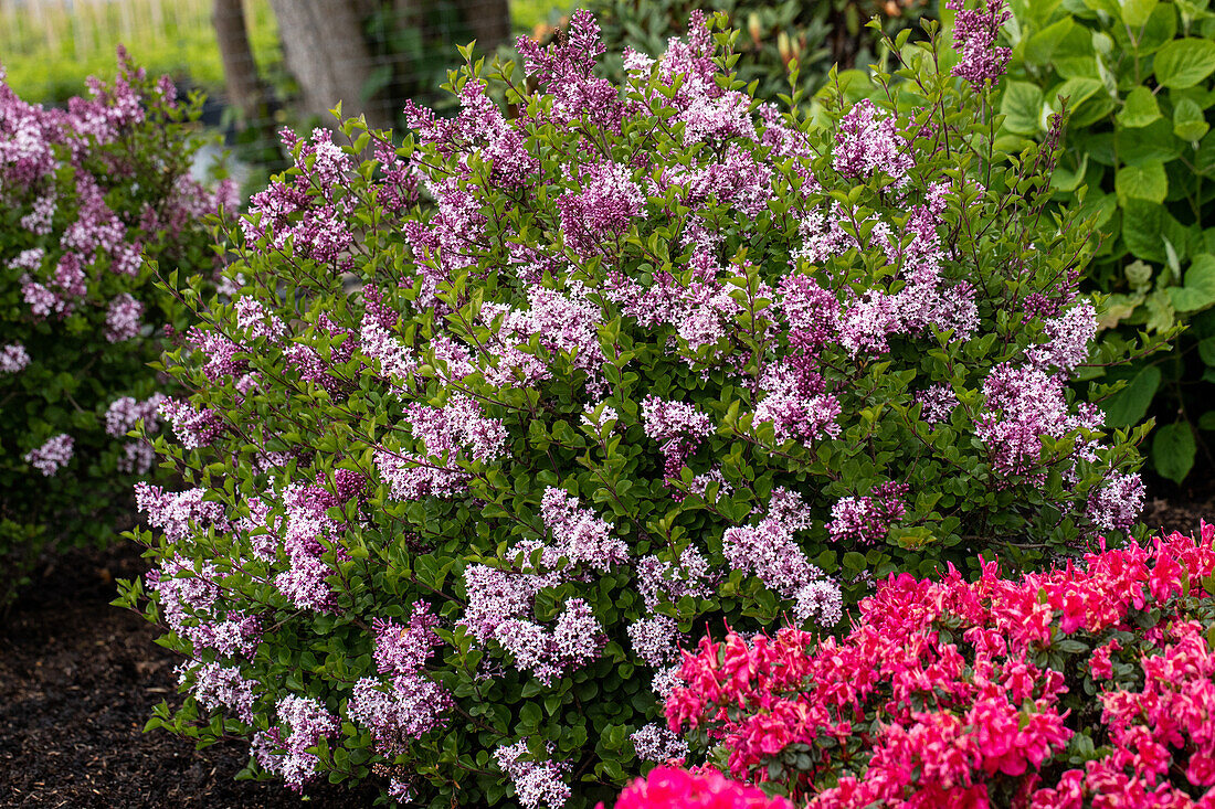 Syringa meyeri 'Palibin'