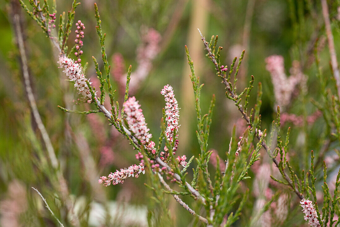 Tamarix parviflora